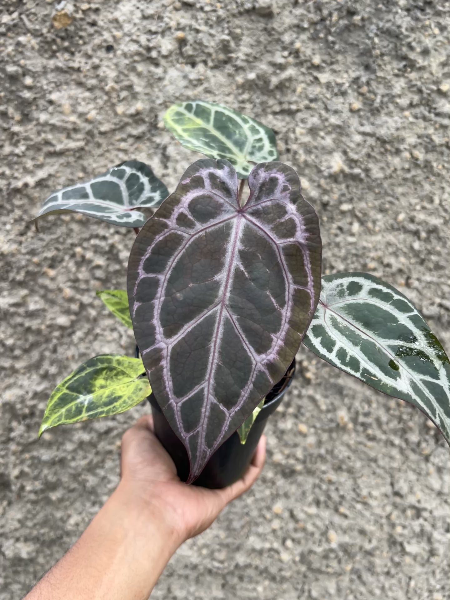 Anthurium Dreamweaver xself