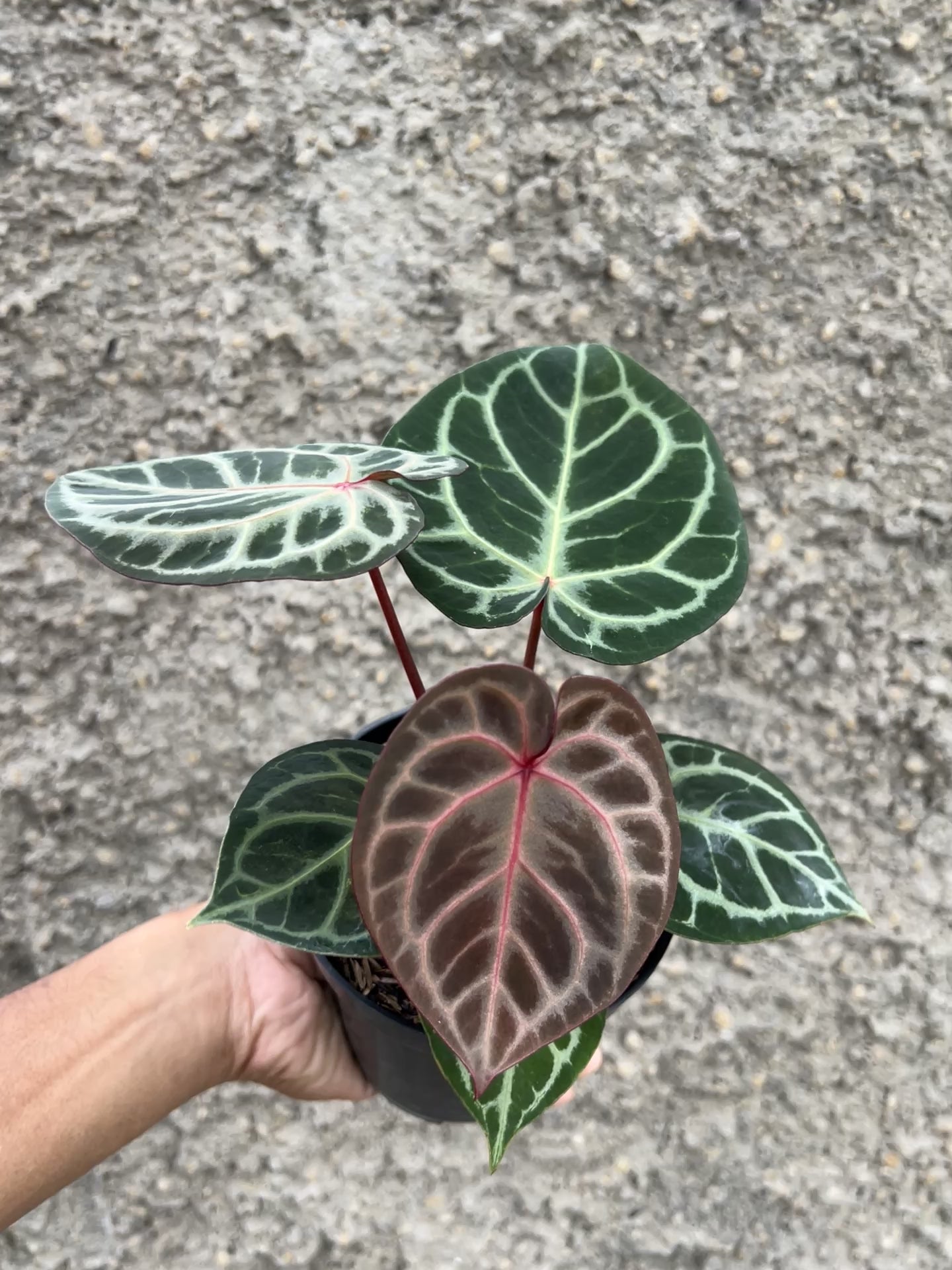 Anthurium Red Tiger Selected