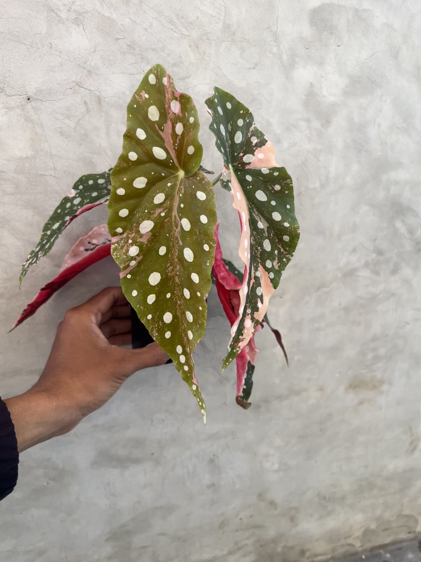 Begonia Maculata Variegated