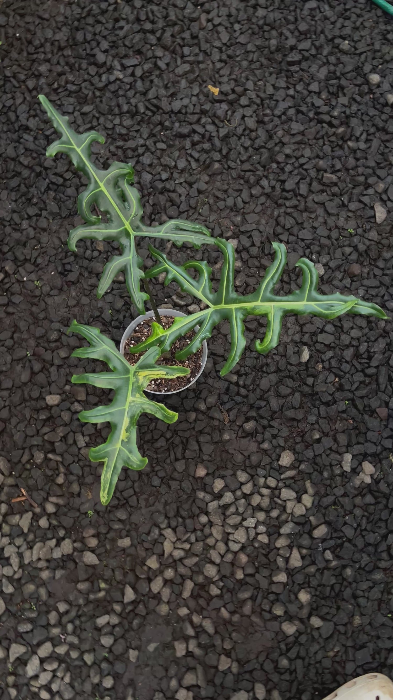 Alocasia Portei Aurea Variegated