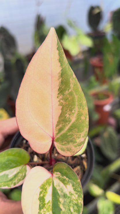 Anthurium Papillilaminum Pink x Red Legacy