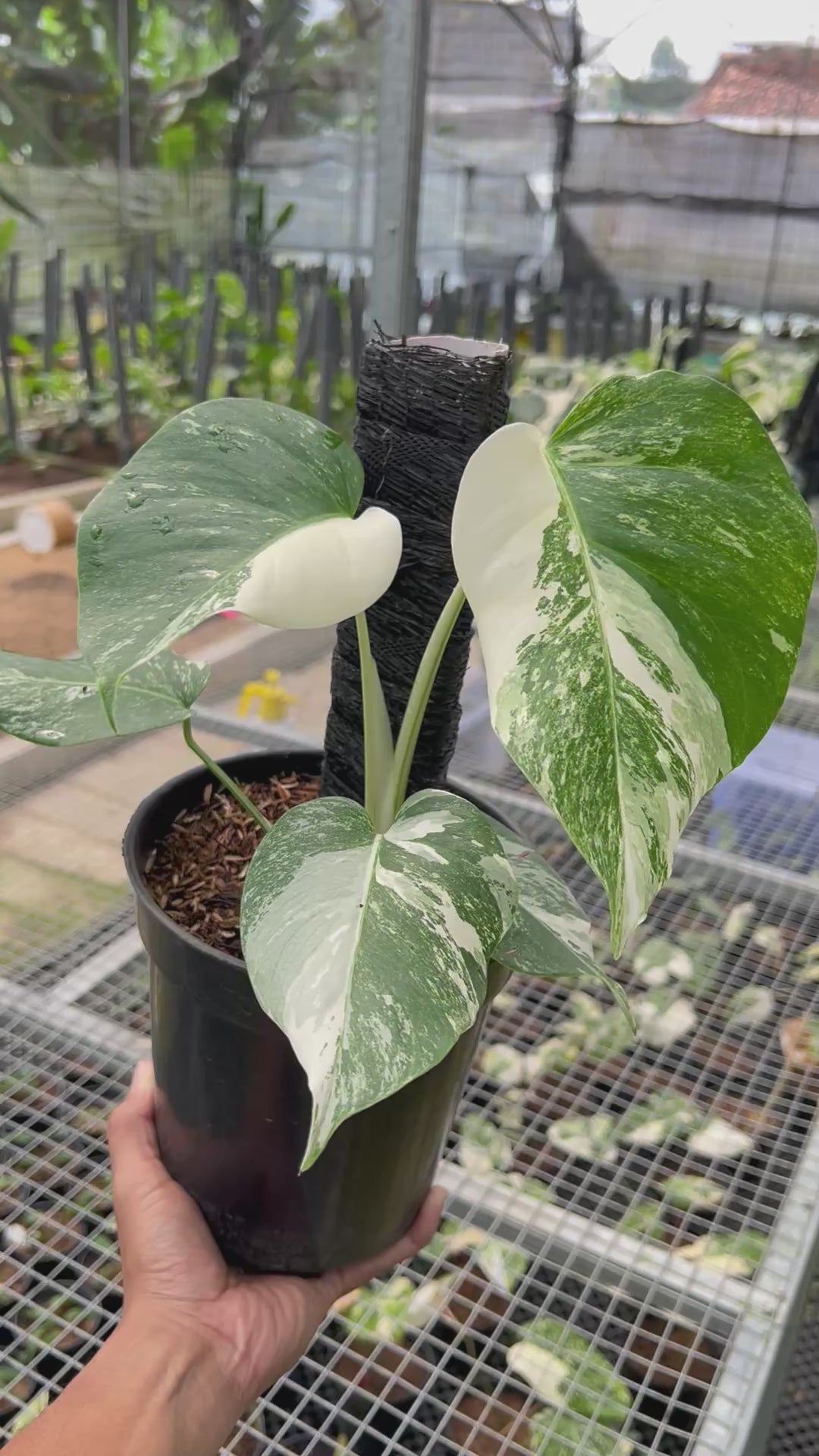 Monstera white Tiger Small Siza
