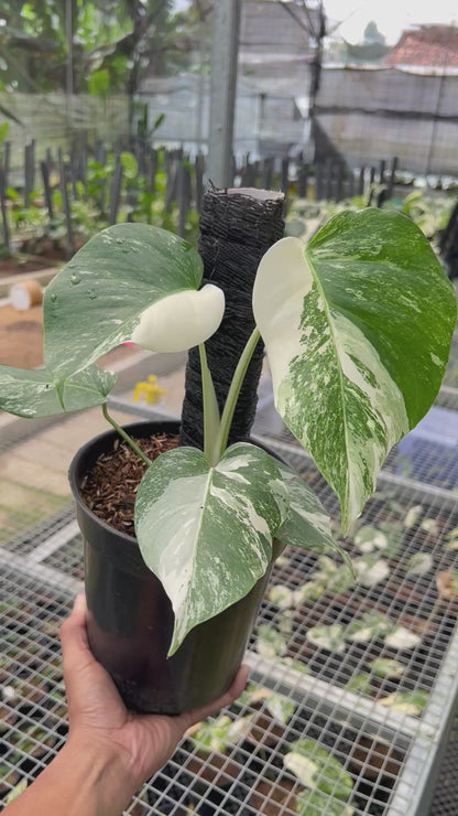 Monstera white Tiger Small Siza