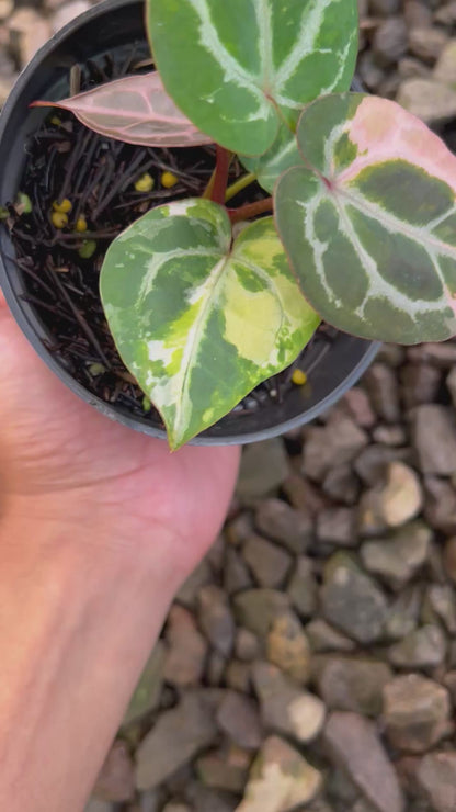 Anthurium Michelle x (Silver Blush x KOS)