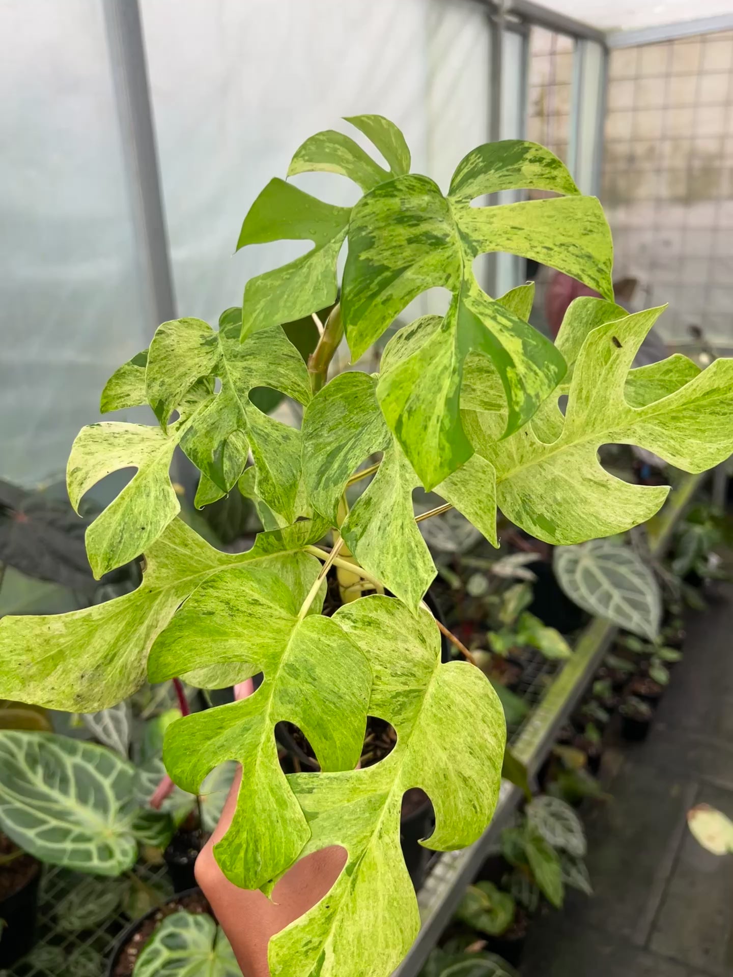 Rhaphidophora Tertasperma Migma Variegated