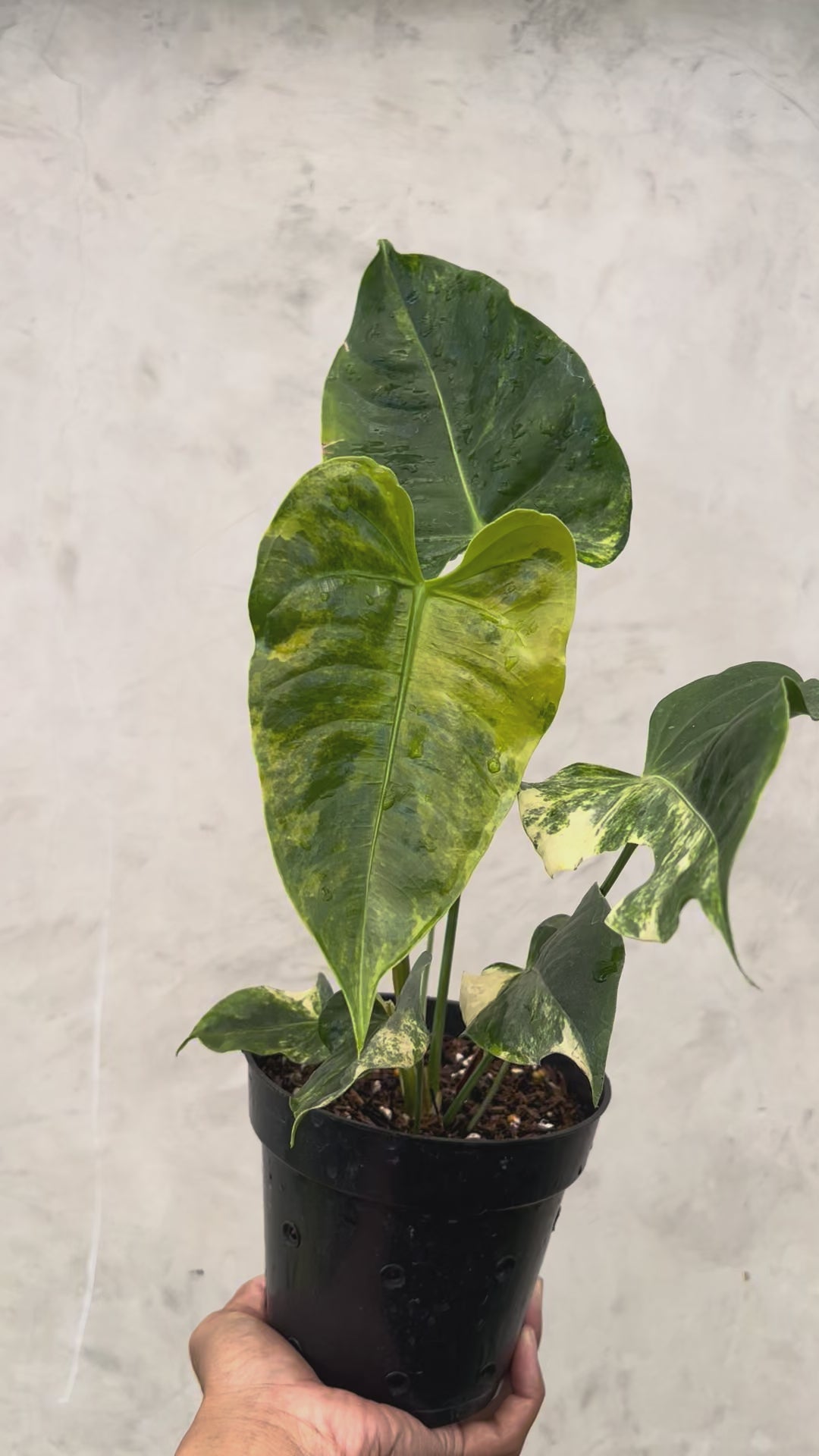Anthurium Veitchii Variegated