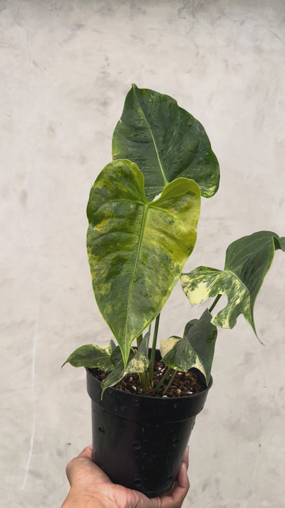 Anthurium Veitchii Variegated