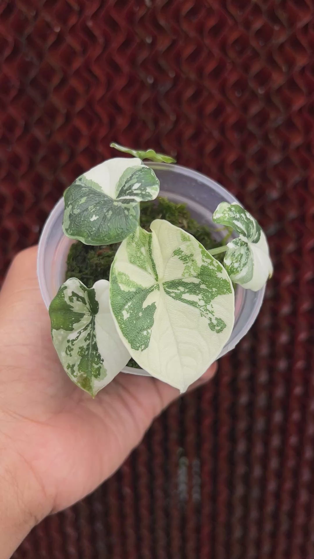 Alocasia Melo Albo Variegated