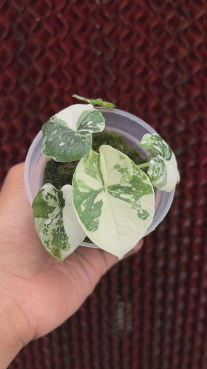 Alocasia Melo Albo Variegated