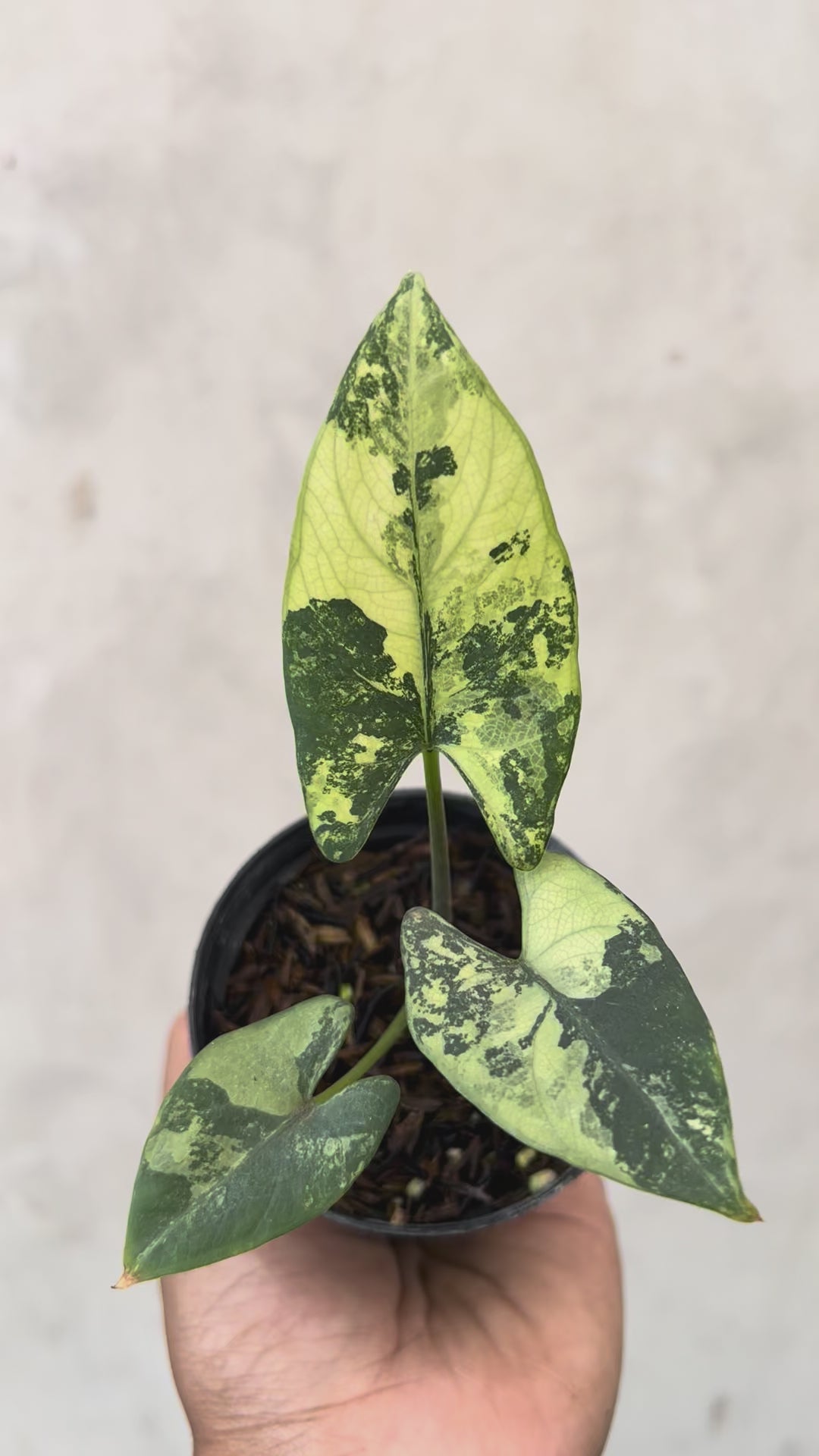Alocasia Scabriuscula Albo Variegated