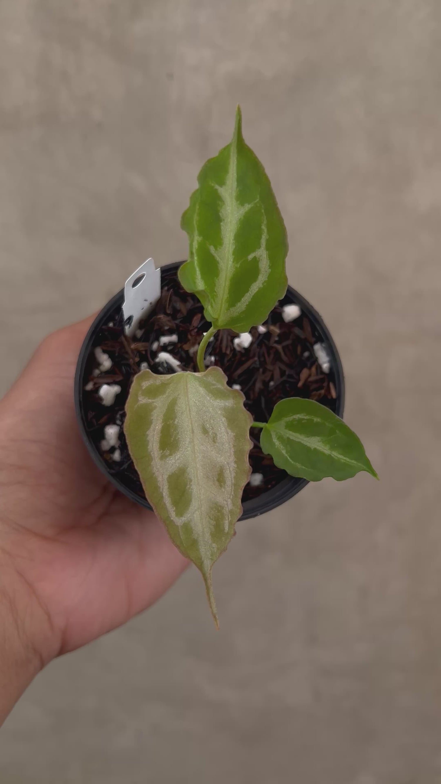 Anthurium Muchlis x Red Crystallinum Super Selected