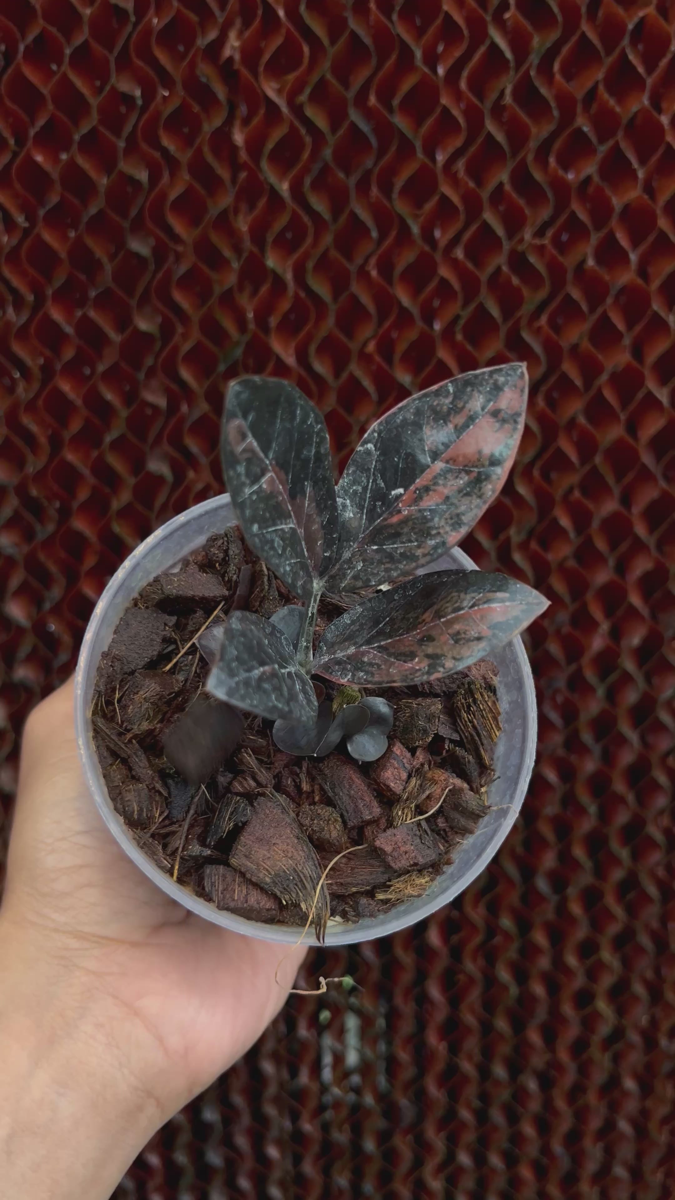 Zamioculcas Zamiifolia Black Pink Variegated