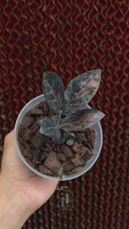 Zamioculcas Zamiifolia Black Pink Variegated
