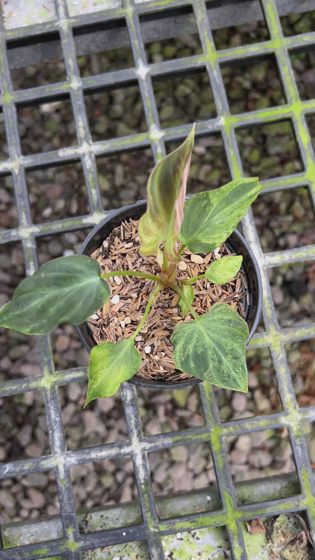 Philodendron Verrucosum Mint Variegated