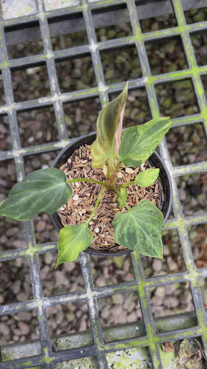 Philodendron Verrucosum Mint Variegated
