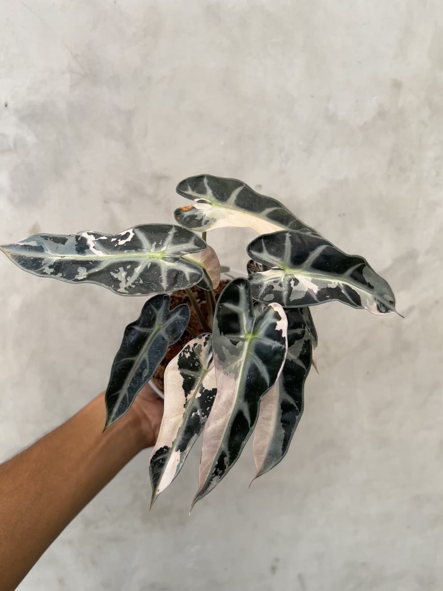 Alocasia Bambino Pink Variegated
