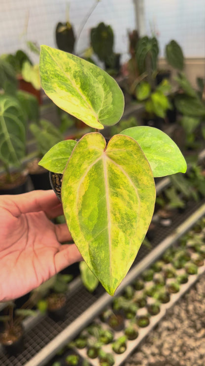 Anthurium Papillilamunum Pink x Red Legacy