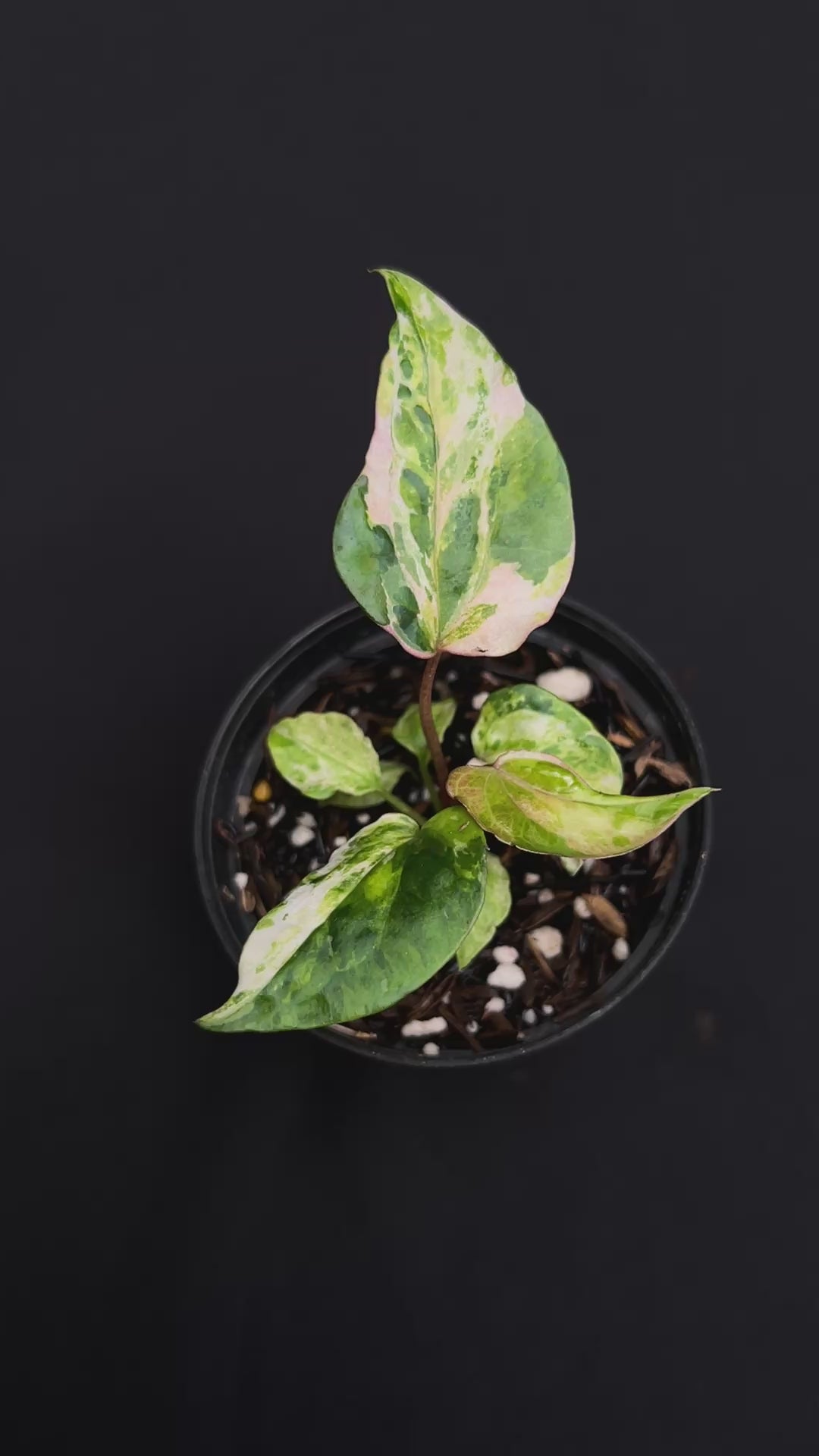Anthurium Night Queen x Zara Michelle