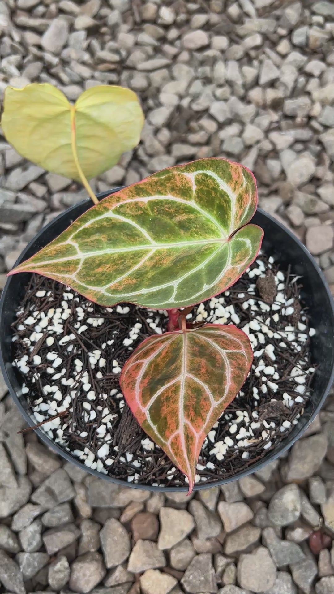 Anthurium Crystallinum Pink Variegated