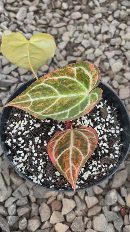Anthurium Crystallinum Pink Variegated