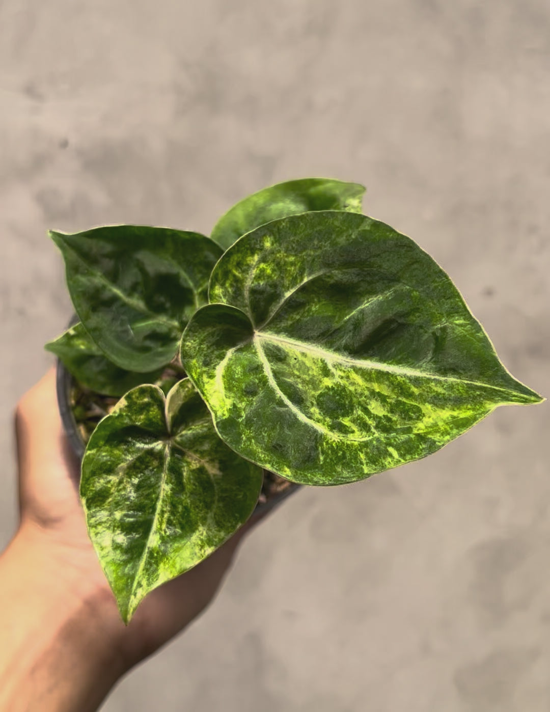 Anthurium Silver KOS x Michelle