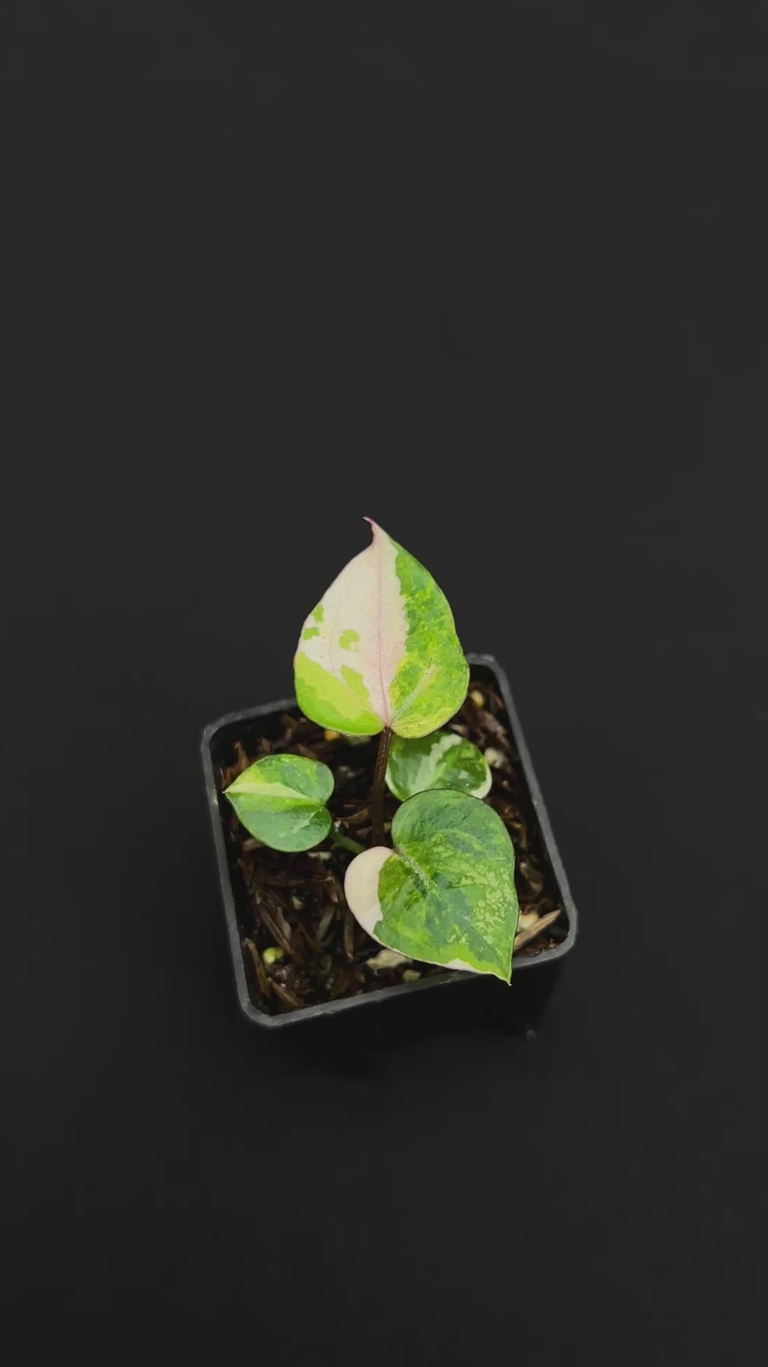Anthurium Tortoise King Small Variegated