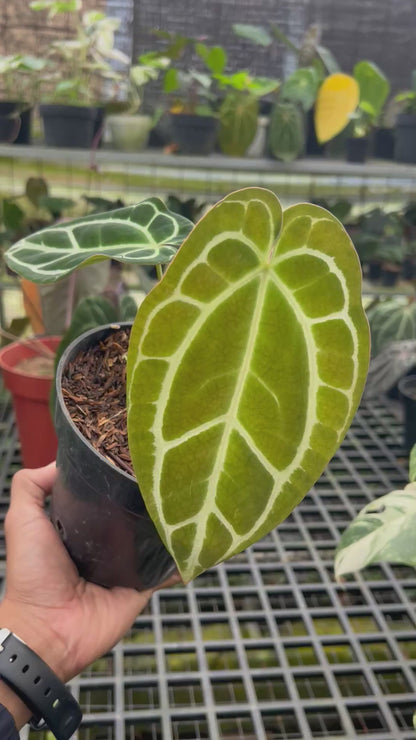 Anthurium Crystallinum Minahasa