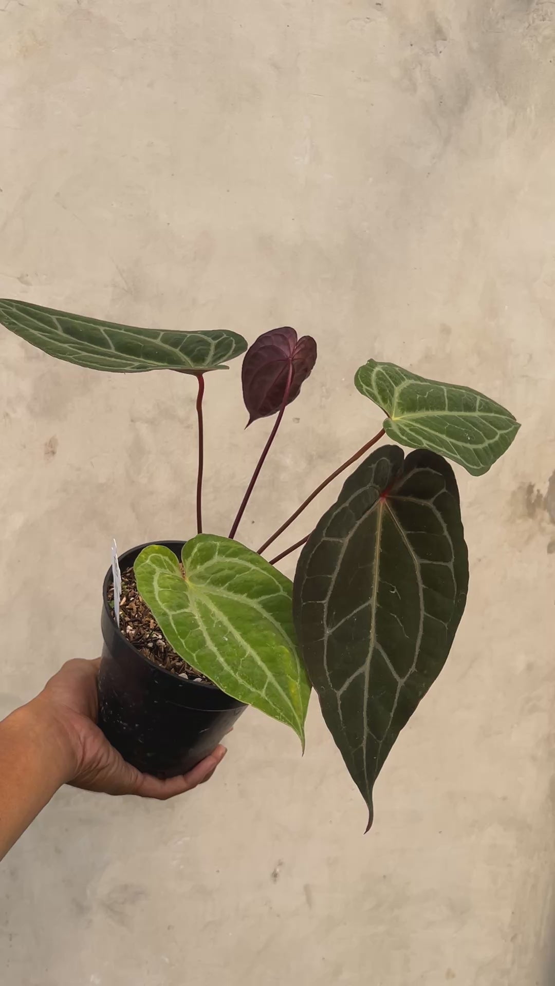 Anthurium Exodia