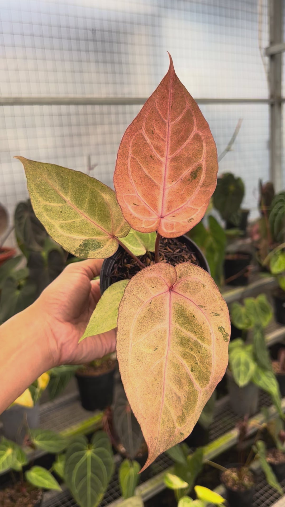 Anthurium (Angela x Black Widow) x (BVIT x ZM)