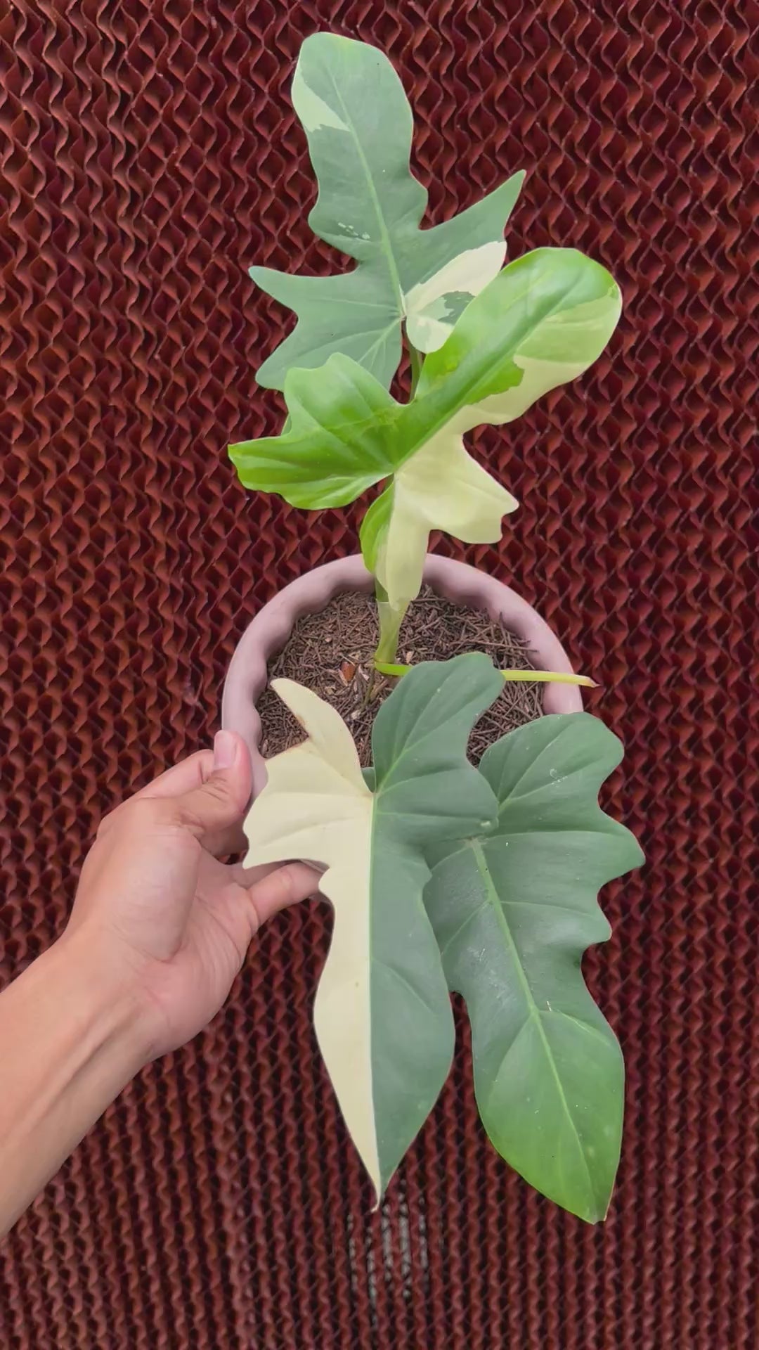 Philodendron Golden Dragon Variegated
