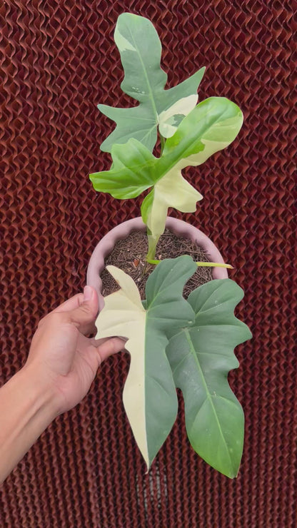 Philodendron Golden Dragon Variegated