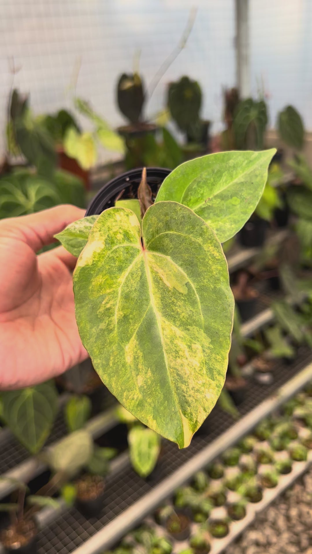 Anthurium Papillilaminum Pink x Red Legacy