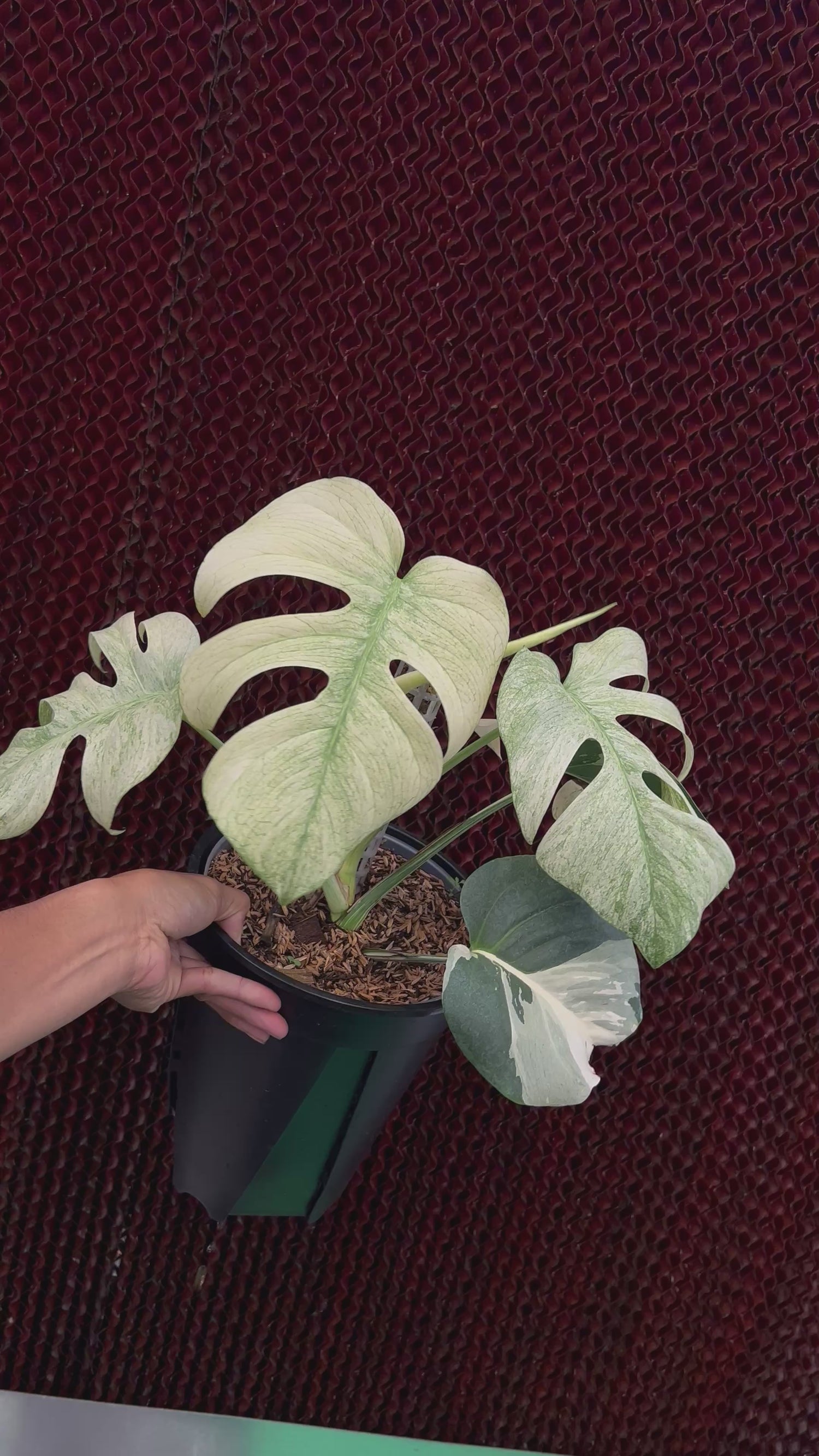 Monstera white mint Variegated Medium Size