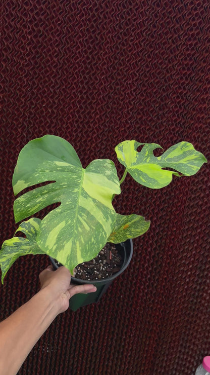 Monstera Electrolyte