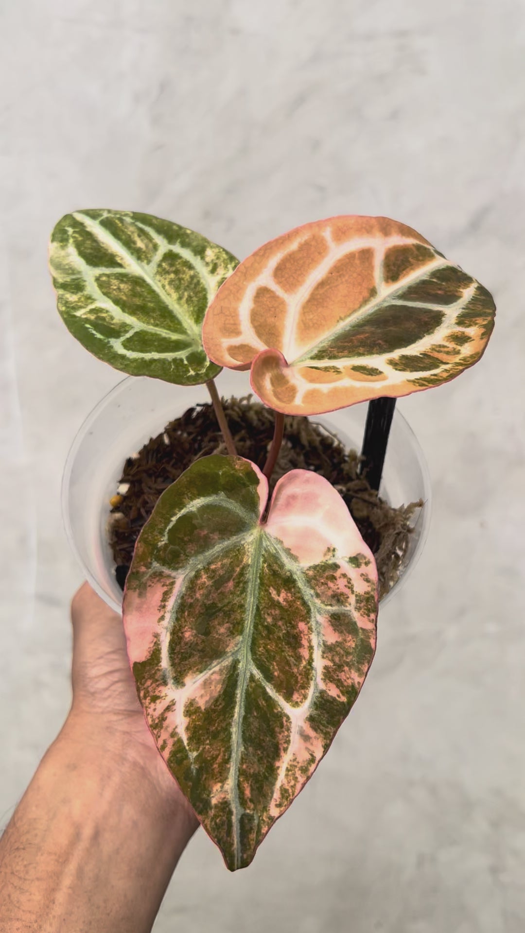 Anthurium Black Venom x RC NSE