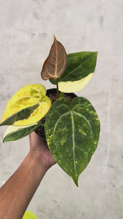 Anthurium Forgeti Variegated x (Angela x Black Widow)