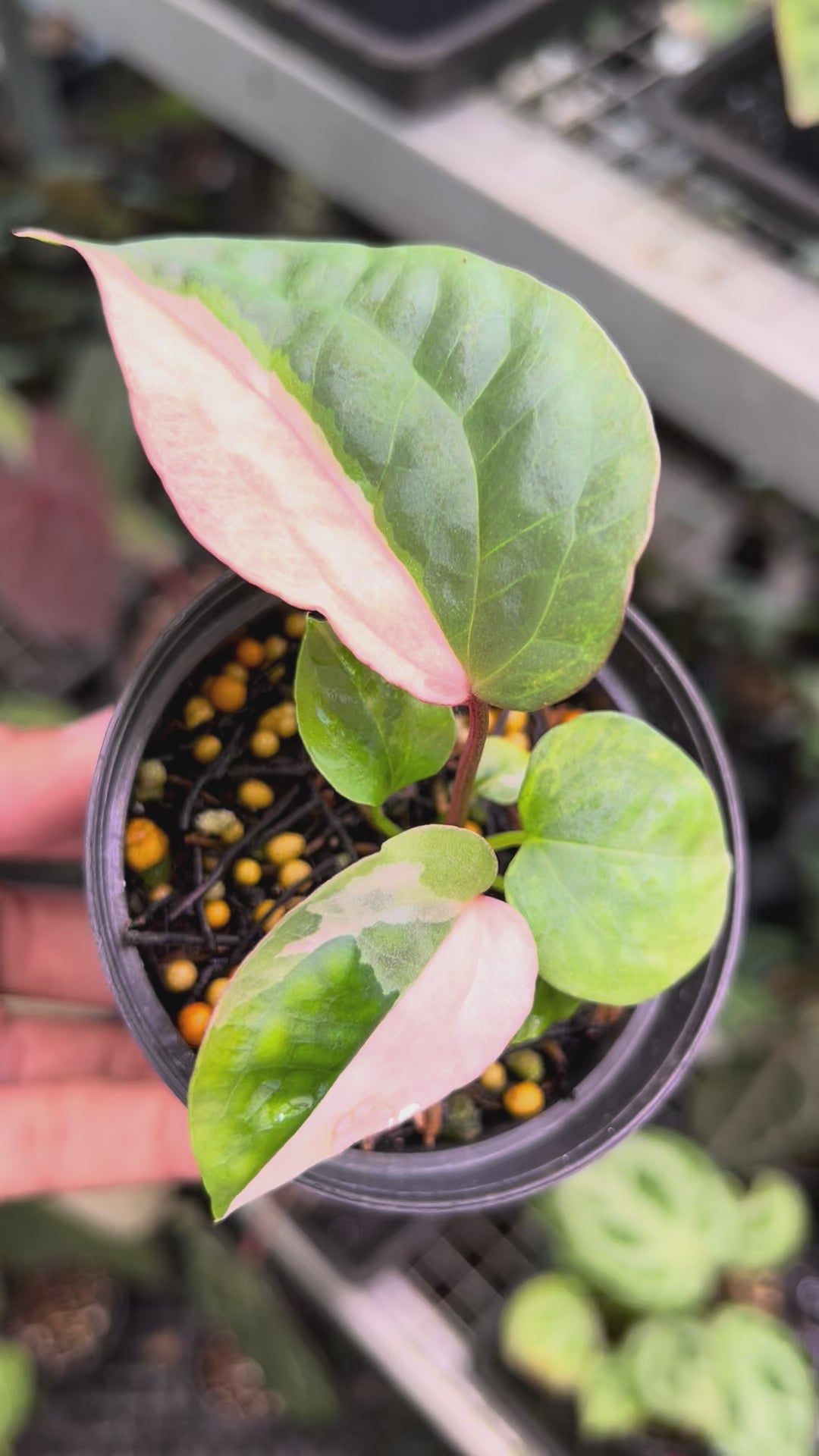 Anthurium Night Queen x Zara Michelle
