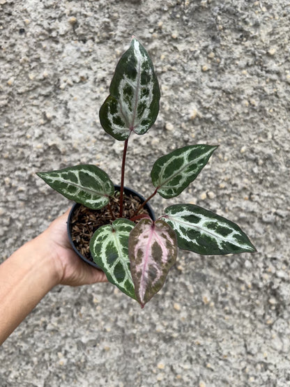 Anthurium Zara x Michelle Mutation/Super Selected