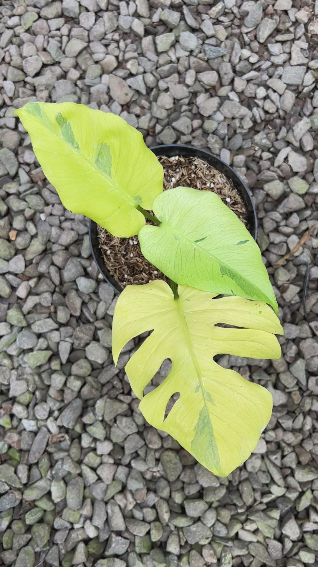 Monstera Yellow Lava
