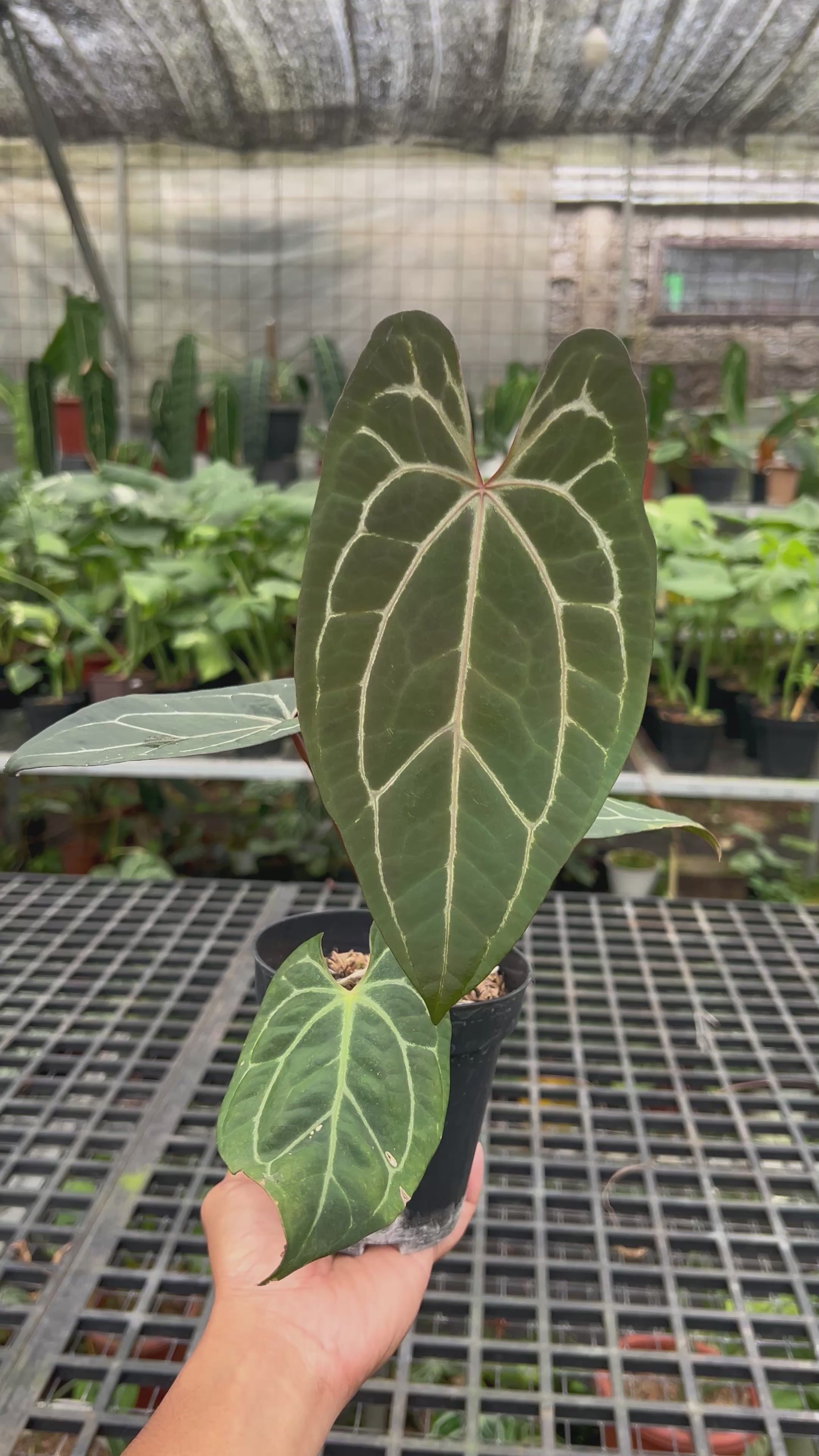 Anthurium BVIT x Zara Michelle
