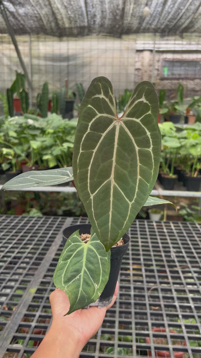 Anthurium BVIT x Zara Michelle
