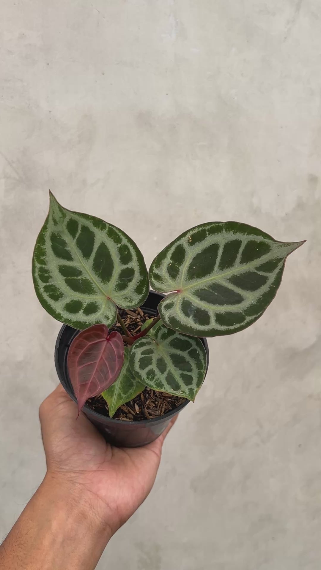 Anthurium Red Tiger Selected