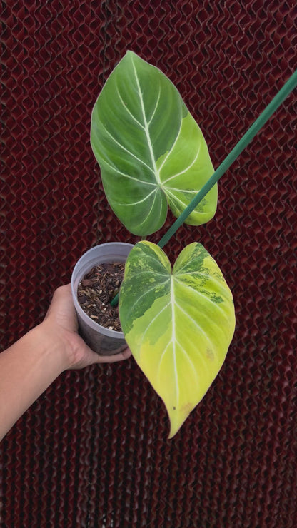 Philodendron Gloriosum Aurea Variegated