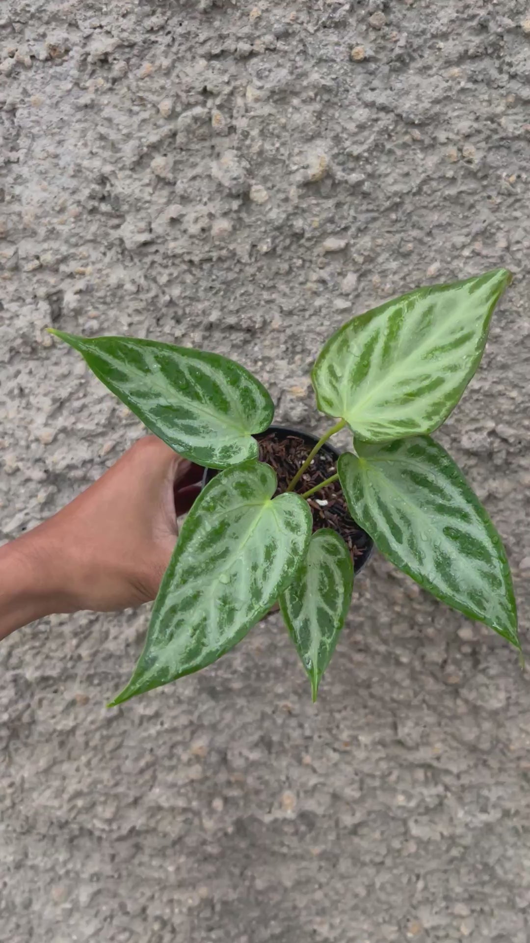 Anthurium Silver Butterfly