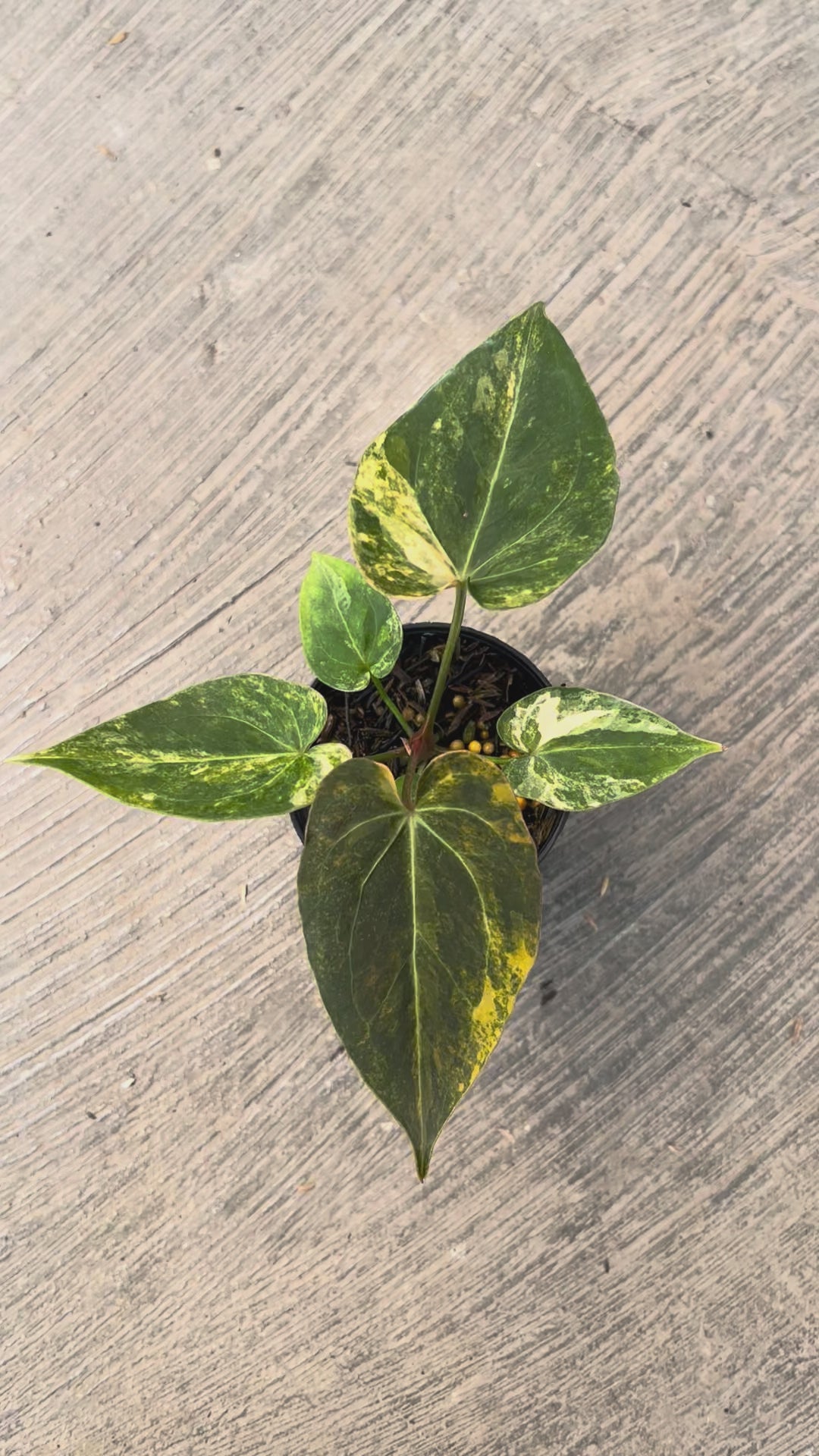 Anthurium Papillilaminum Pink Variegated x King of Spades