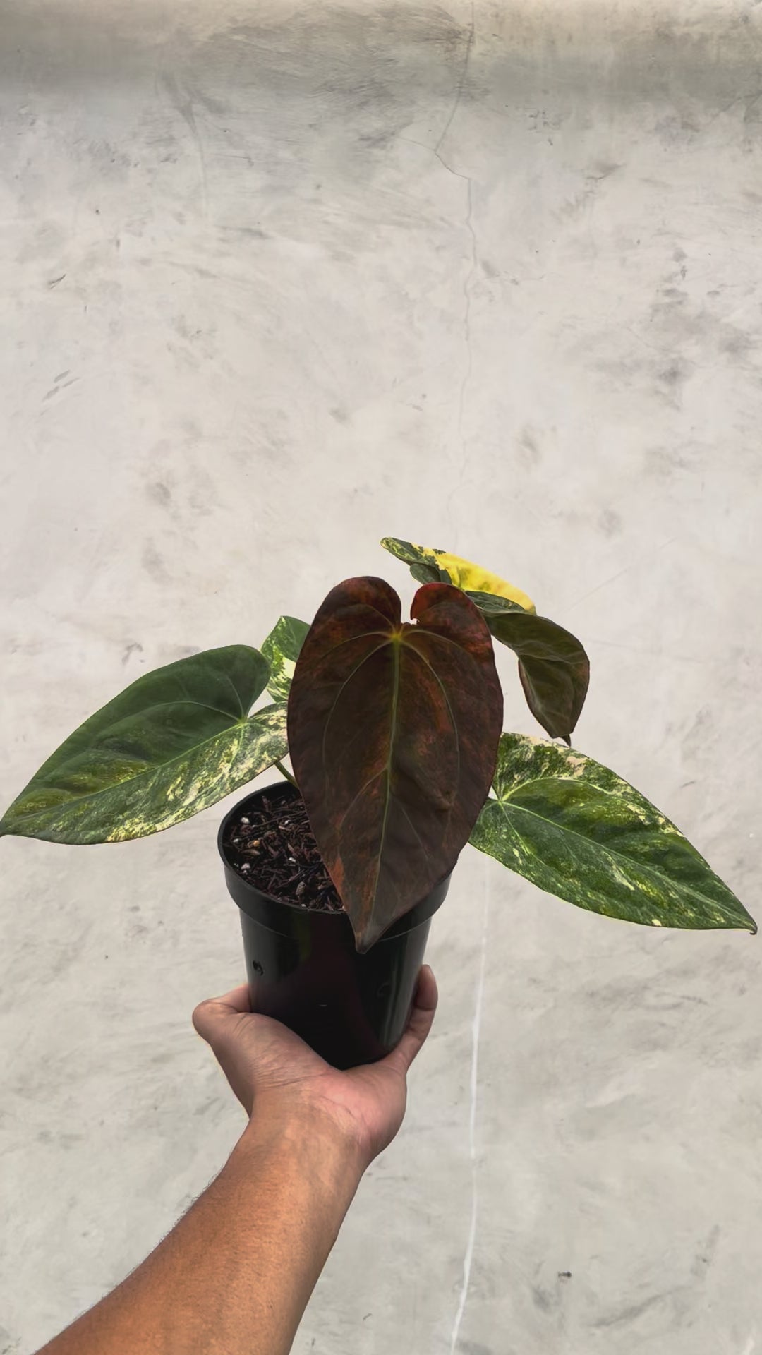 Anthurium Papillilaminum Pink x (Papillilamunum x Red Crystallinum)