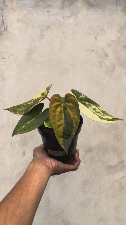 Anthurium Black Venom x RVDP