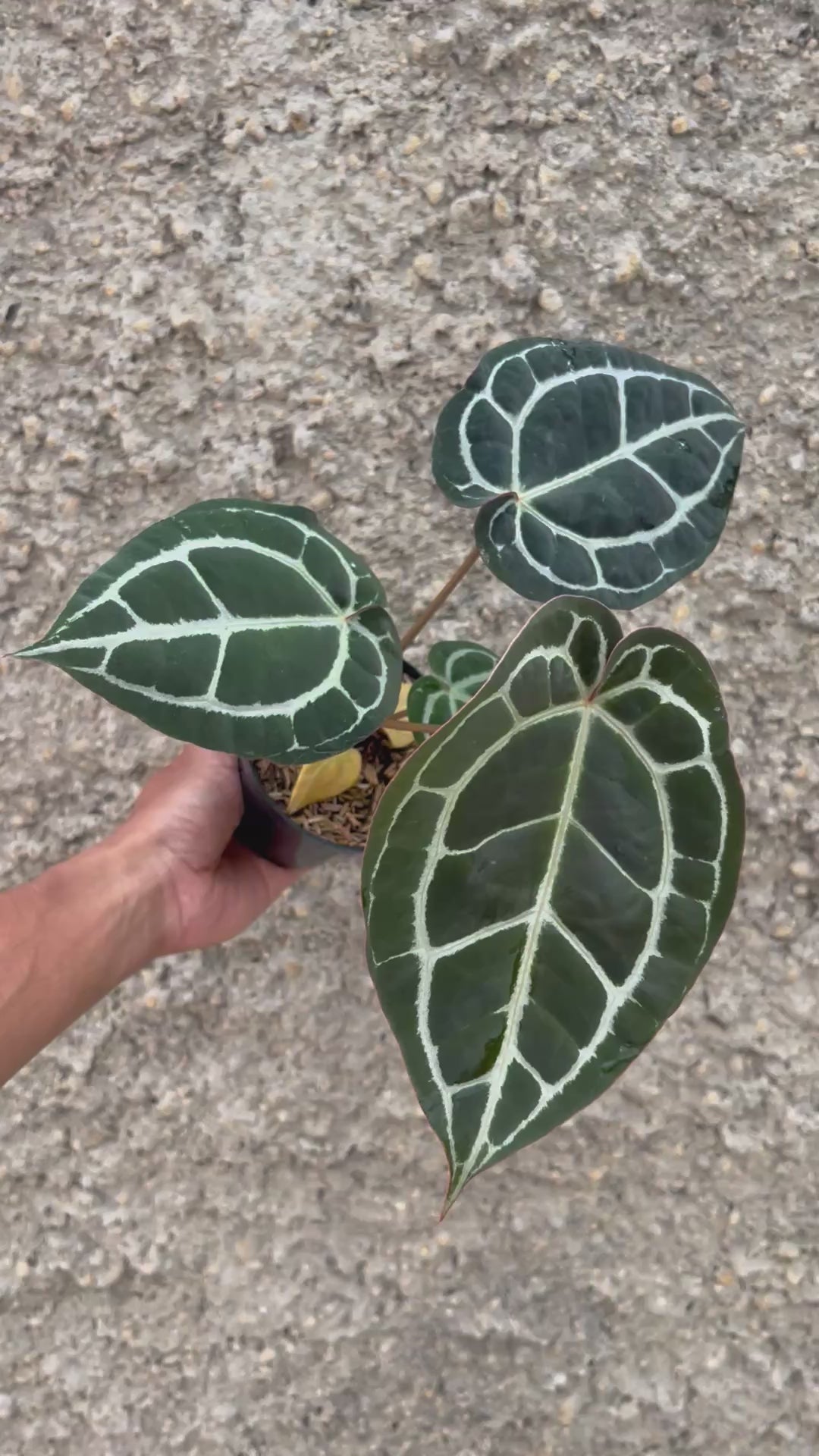 Anthurium Queen Crystallinum x (BVIT x ZARA MICHELLE)
