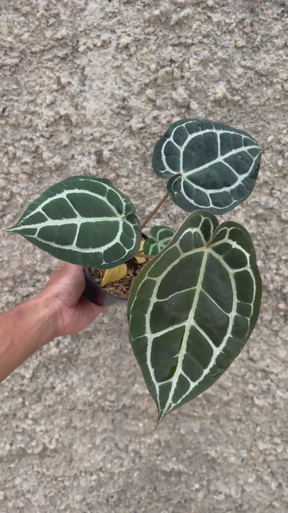 Anthurium Queen Crystallinum x (BVIT x ZARA MICHELLE)