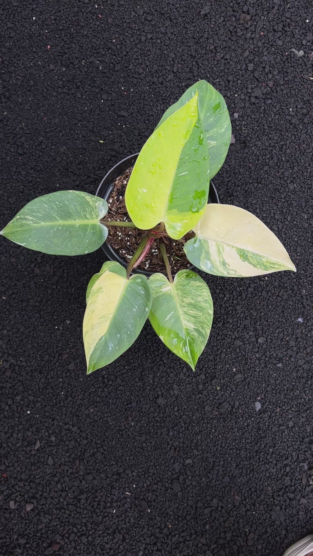 Philodendron White Princess Galaxy Variegated
